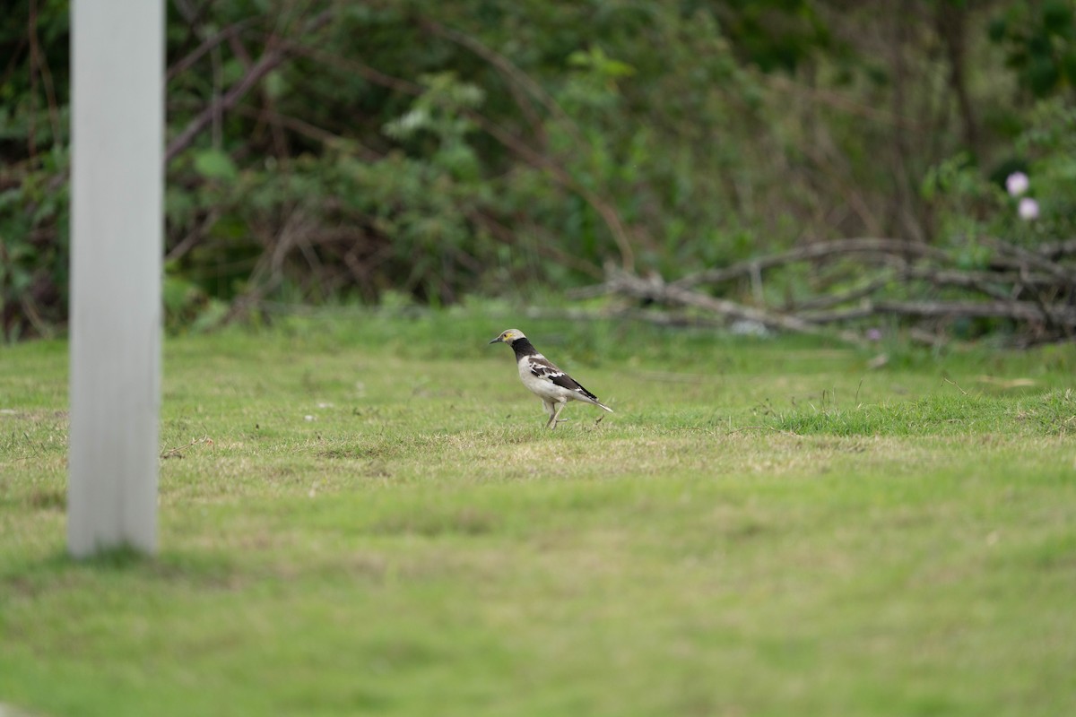 Black-collared Starling - ML635939833