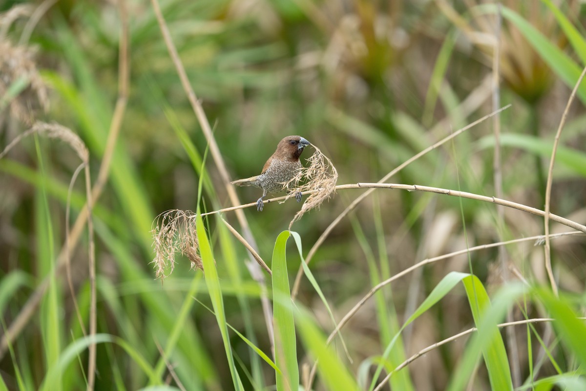 Scaly-breasted Munia - ML635939835