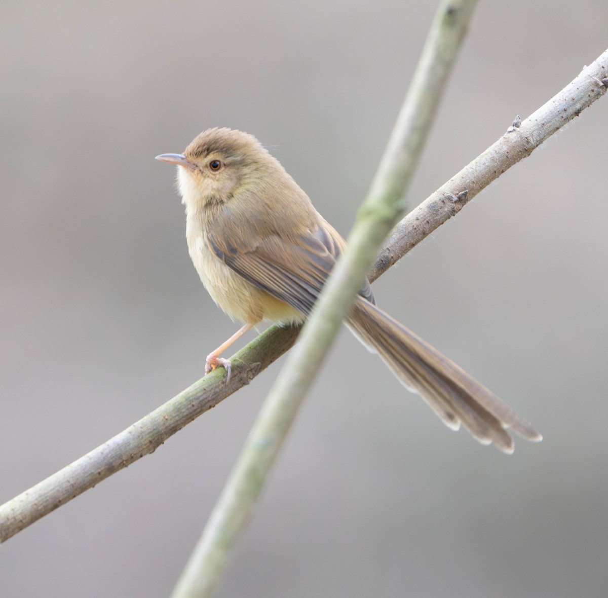 Plain Prinia - ML635939871