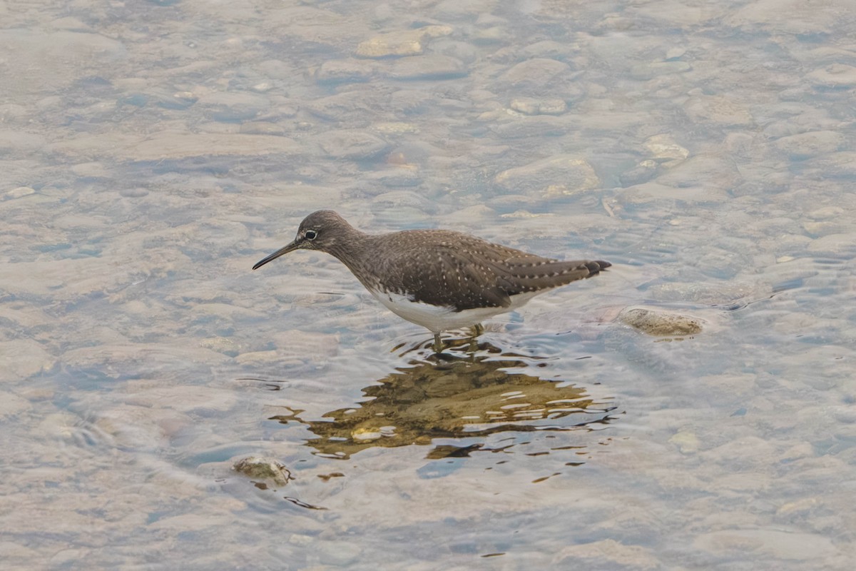 Green Sandpiper - ML635939956