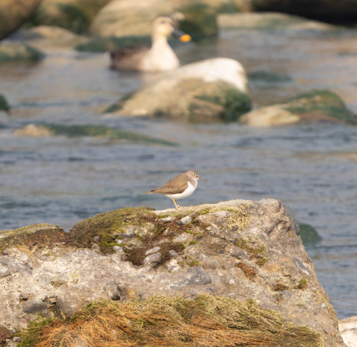 Common Sandpiper - ML635940008