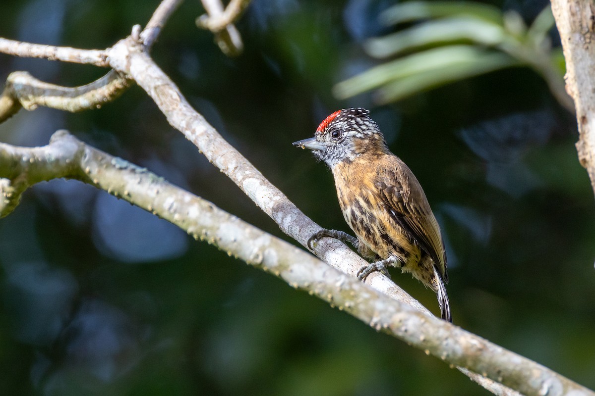Mottled Piculet - ML635940031