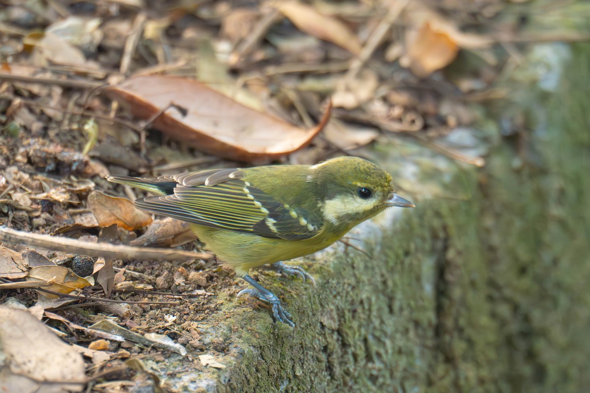 Yellow-bellied Tit - ML635940102