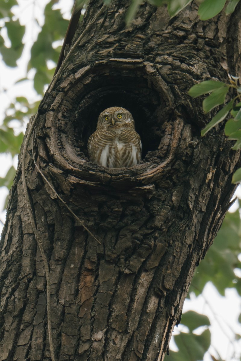 Asian Barred Owlet - ML635940170
