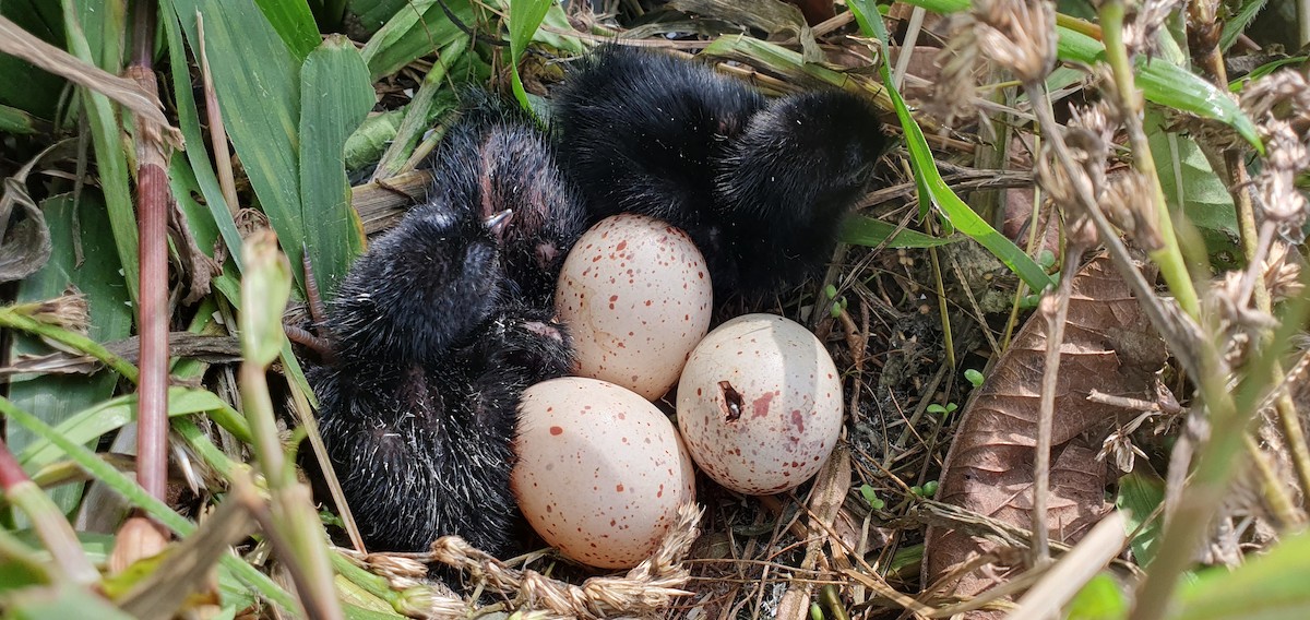 Paint-billed Crake - ML635940175