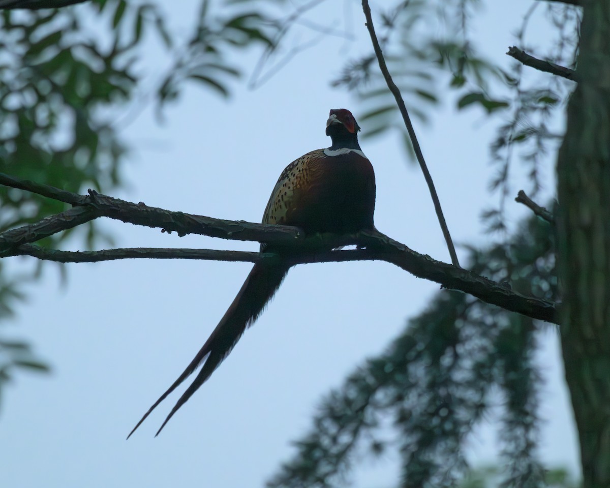 Ring-necked Pheasant - ML635940243