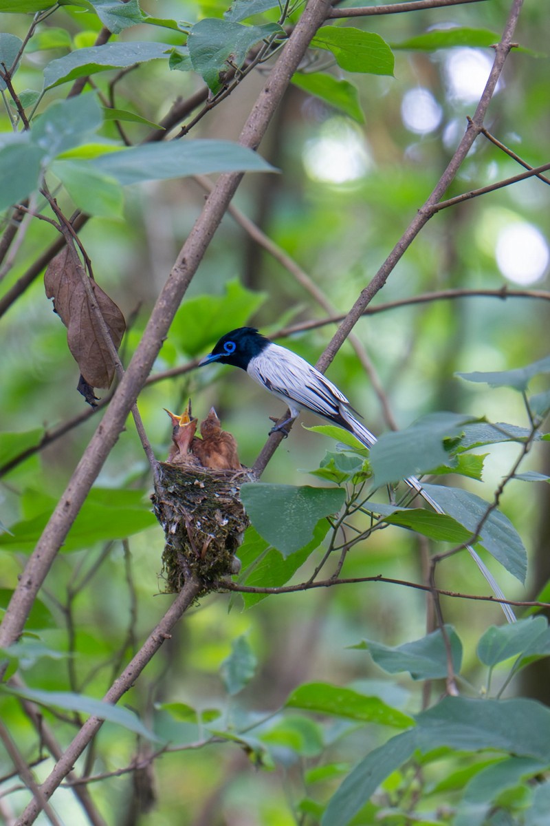 Amur Paradise-Flycatcher - ML635940283