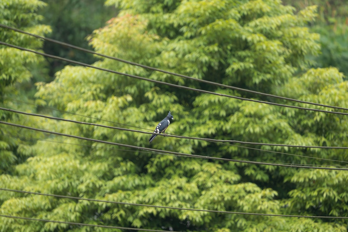 Black Baza - ML635940315