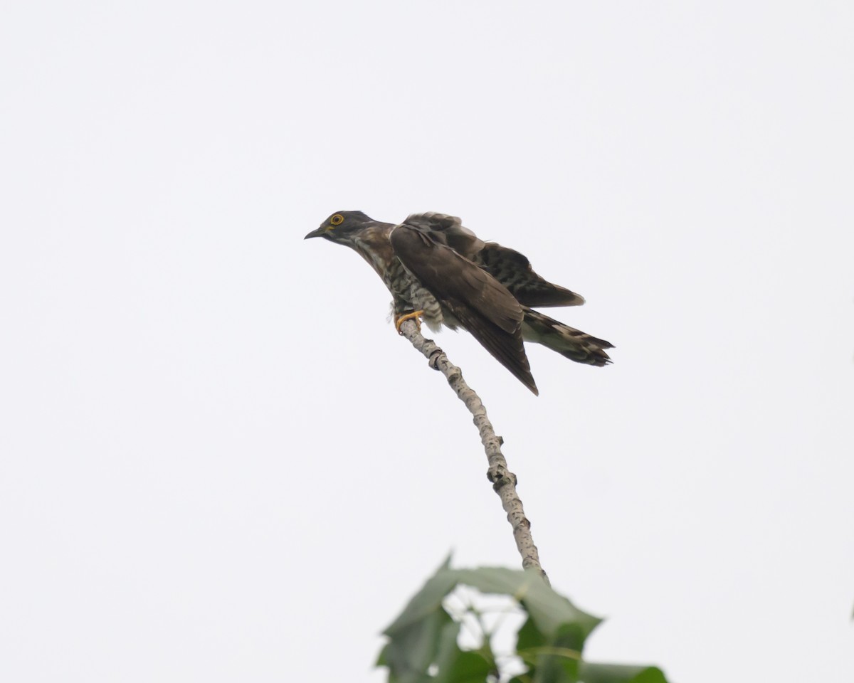 Large Hawk-Cuckoo - ML635940320