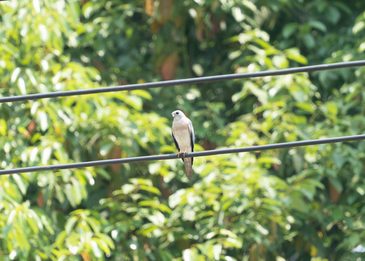 Chinese Sparrowhawk - ML635940347