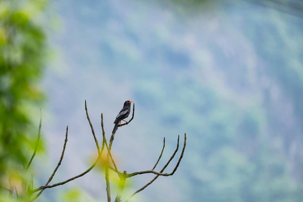 Gray-winged Blackbird - ML635940394