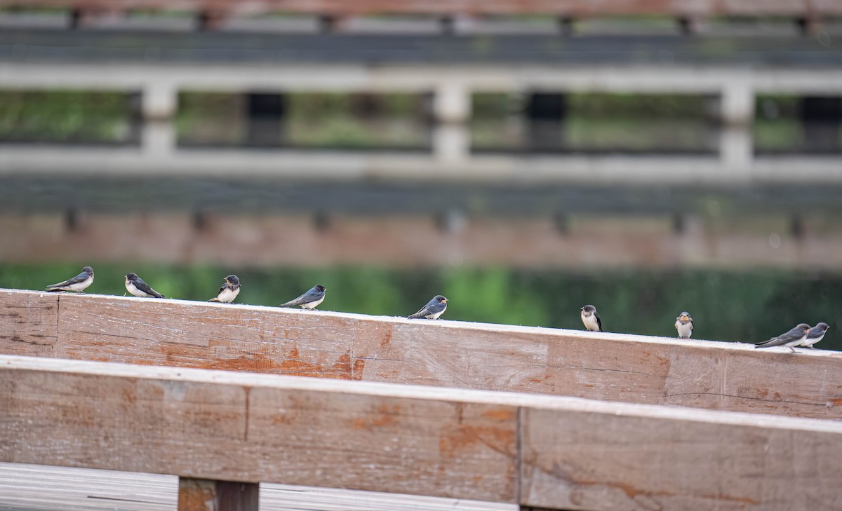 Barn Swallow - ML635940533
