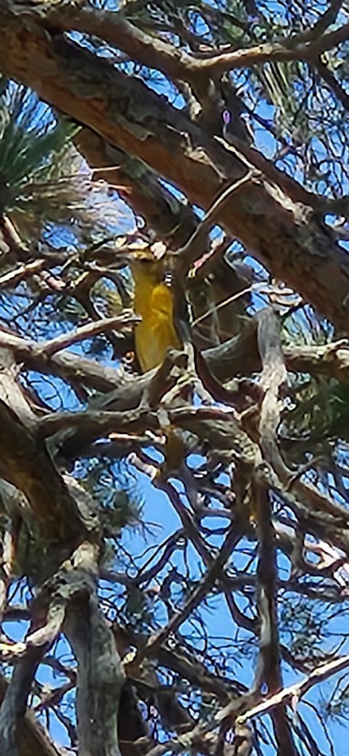 Baltimore Oriole - ML635940550