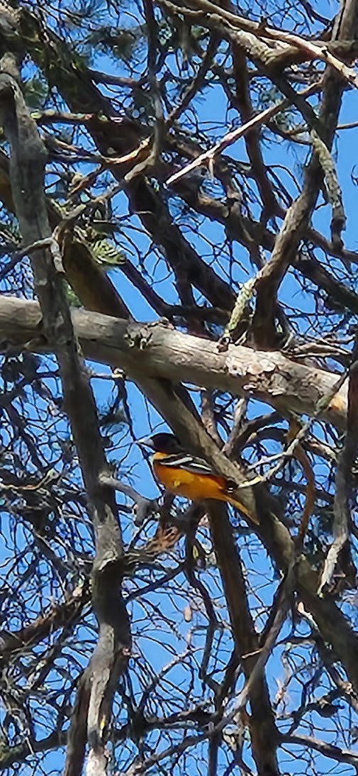 Baltimore Oriole - ML635940551