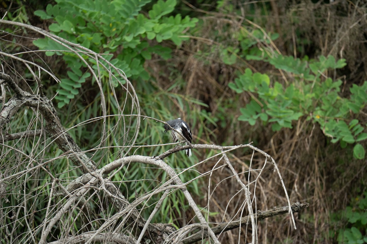 Oriental Magpie-Robin - ML635940554