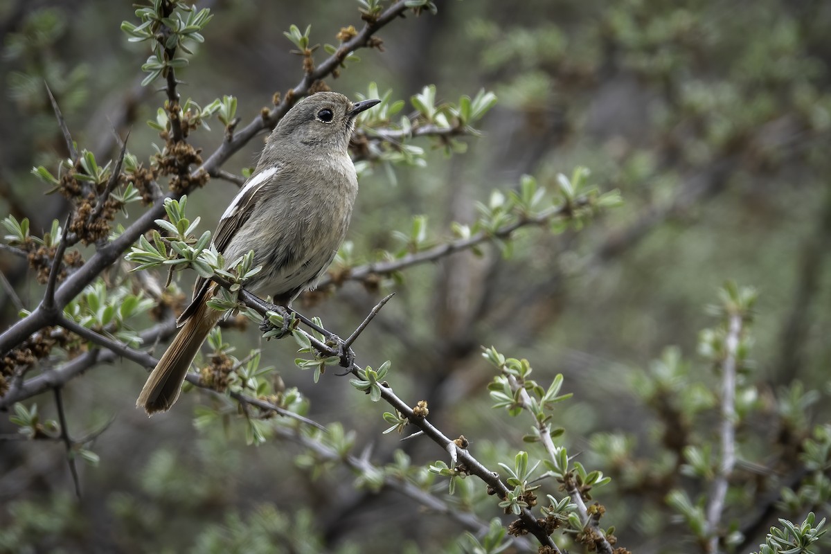 White-throated Redstart - ML635940600
