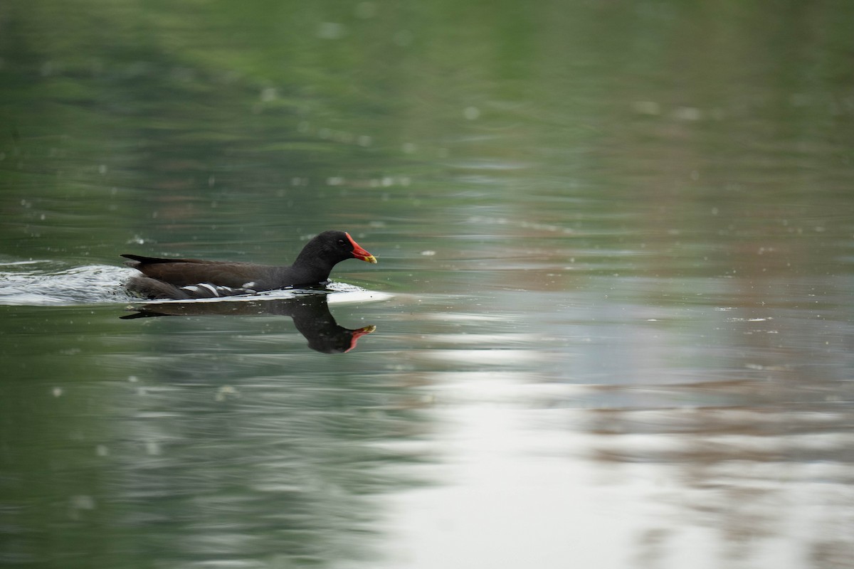 Eurasian Moorhen - ML635940640