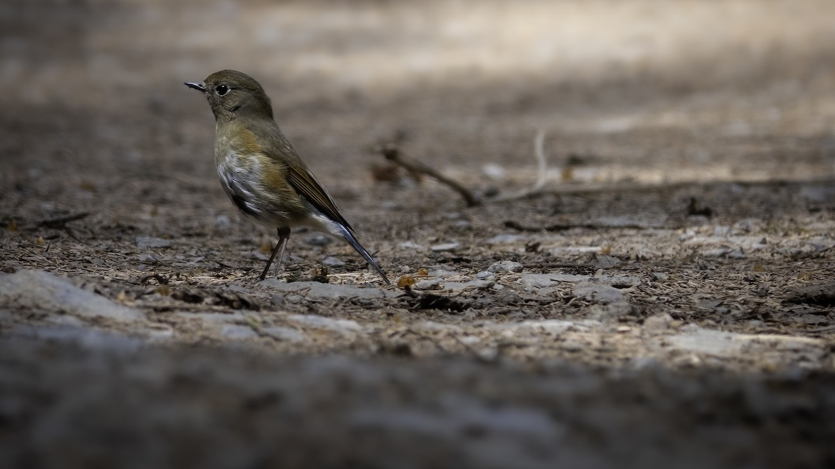 Qilian Bluetail - ML635940646