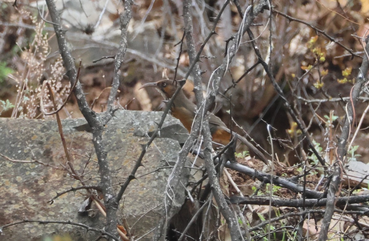 Black-streaked Scimitar-Babbler - ML635940664