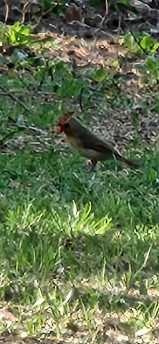 Northern Cardinal - ML635940666