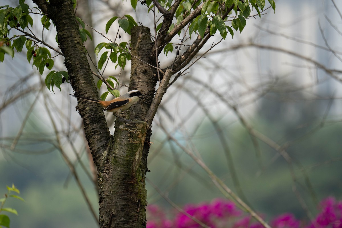 Gray-backed Shrike - ML635940706