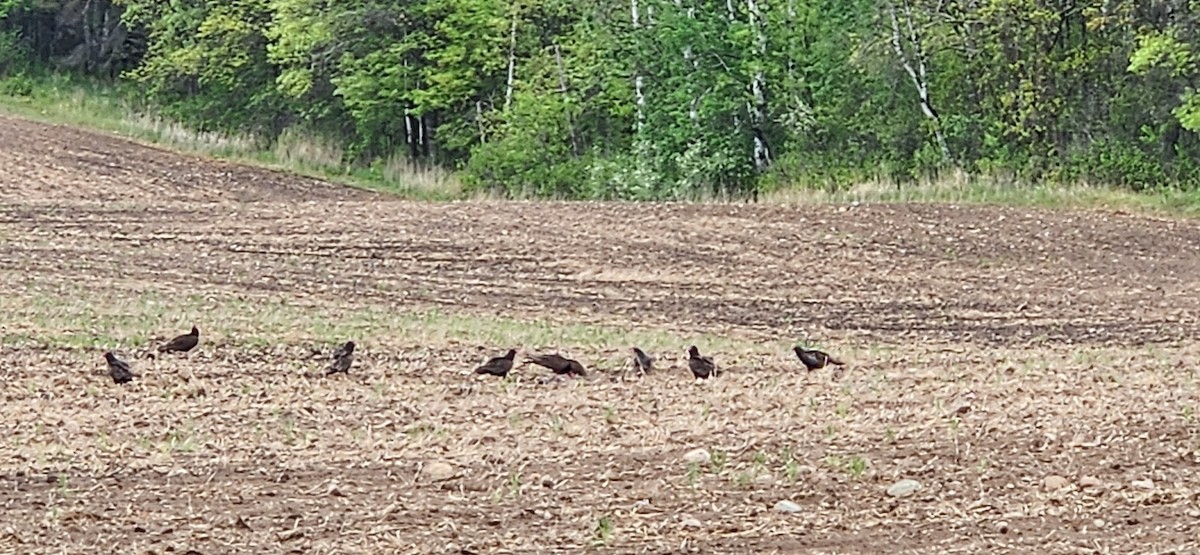 Turkey Vulture - ML635940717
