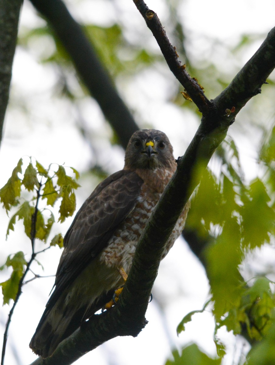 Broad-winged Hawk - ML635940724