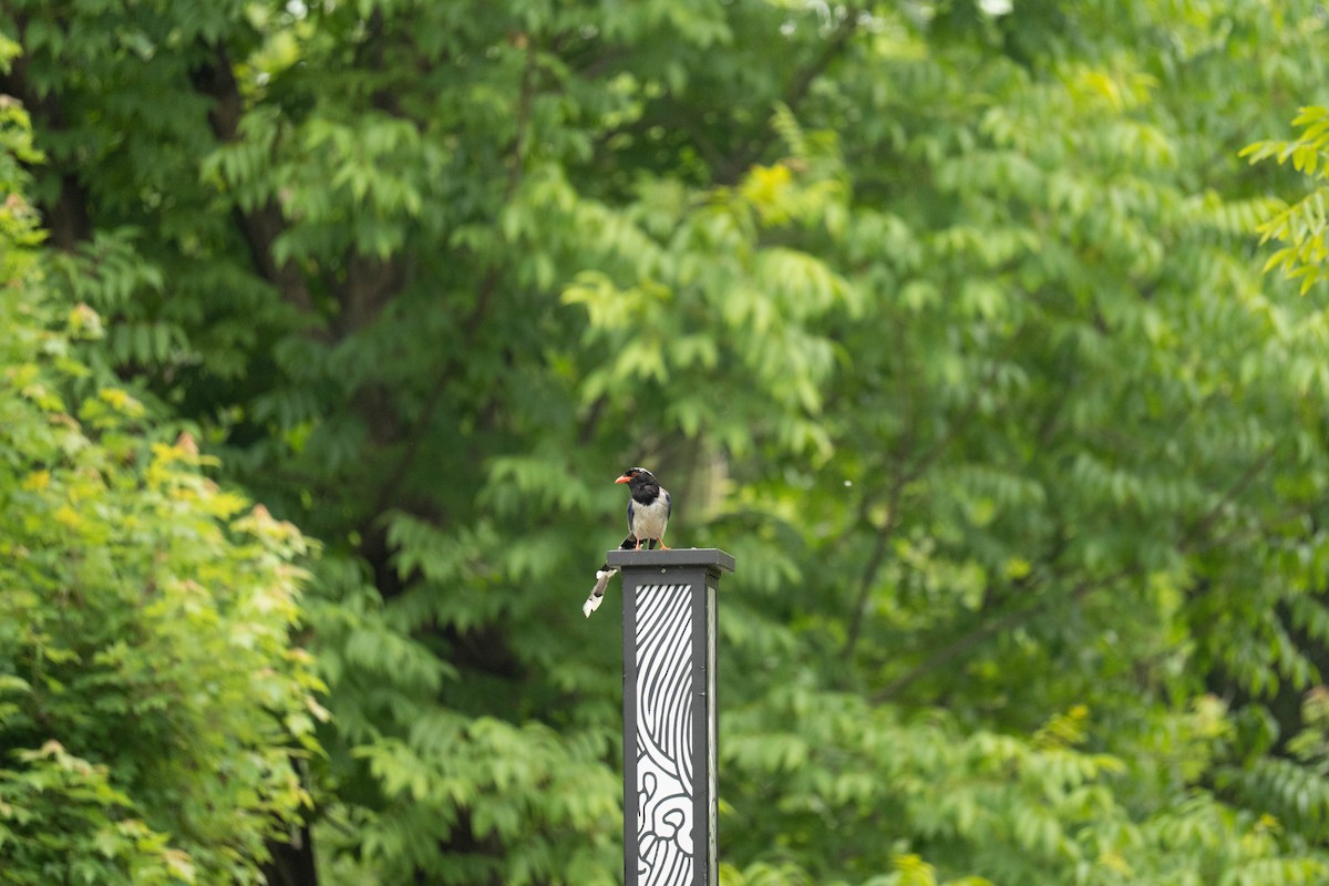 Red-billed Blue-Magpie - ML635940727
