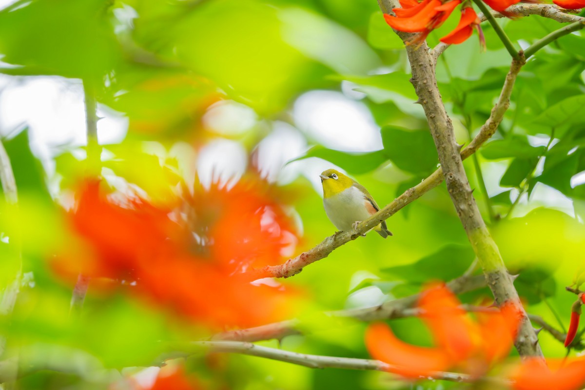 Chestnut-flanked White-eye - ML635940907