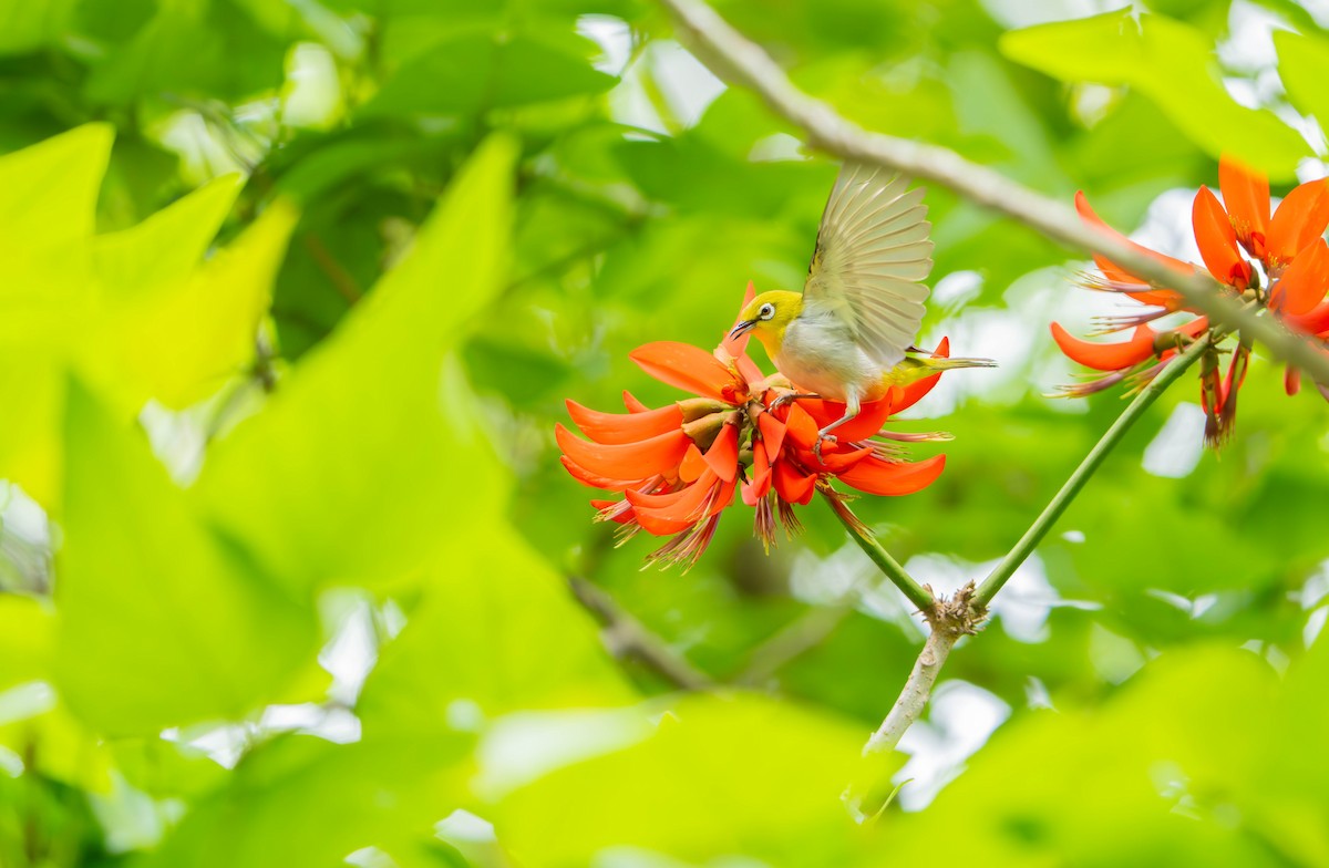 Swinhoe's White-eye - ML635940924