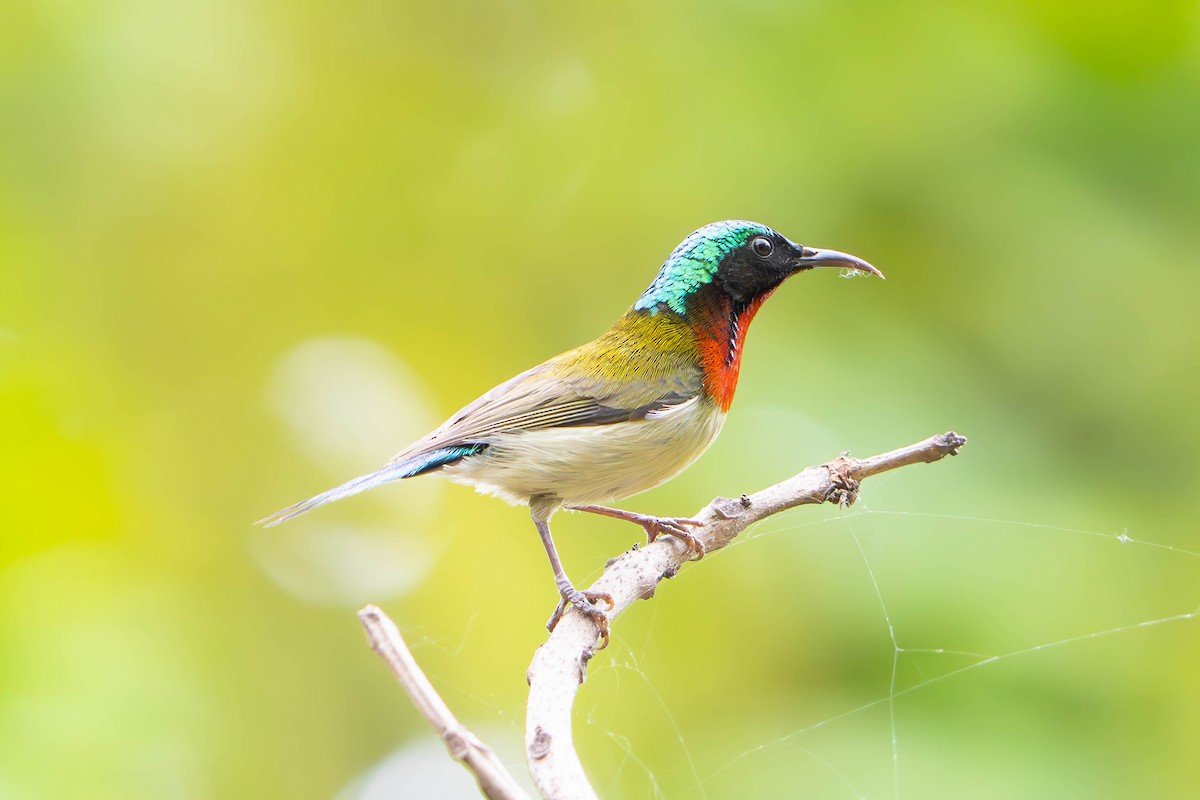 Fork-tailed Sunbird - ML635940941
