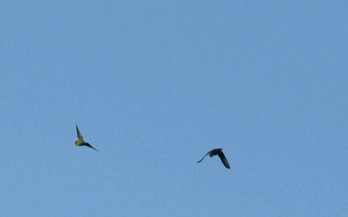 Pygmy Hanging-Parrot - ML635940985