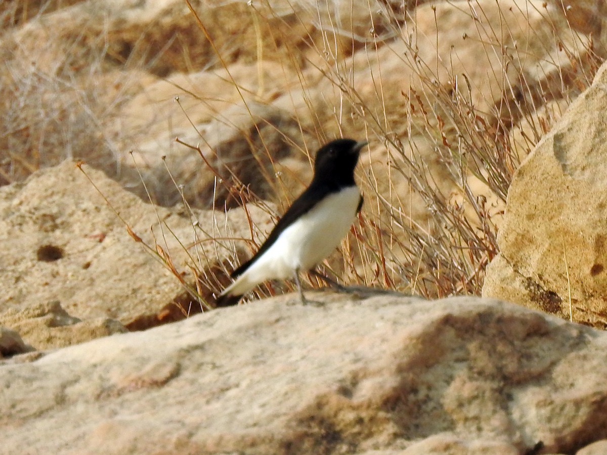 Hume's Wheatear - ML635940995