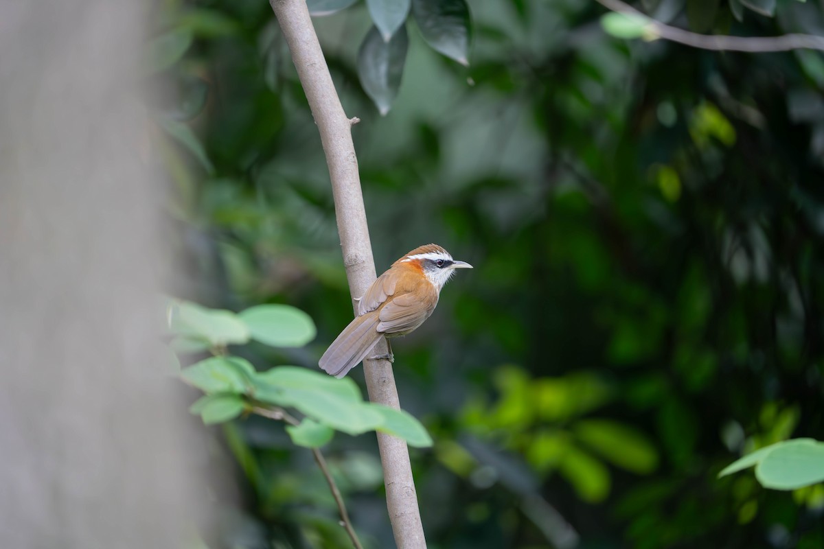 Streak-breasted Scimitar-Babbler - ML635941102