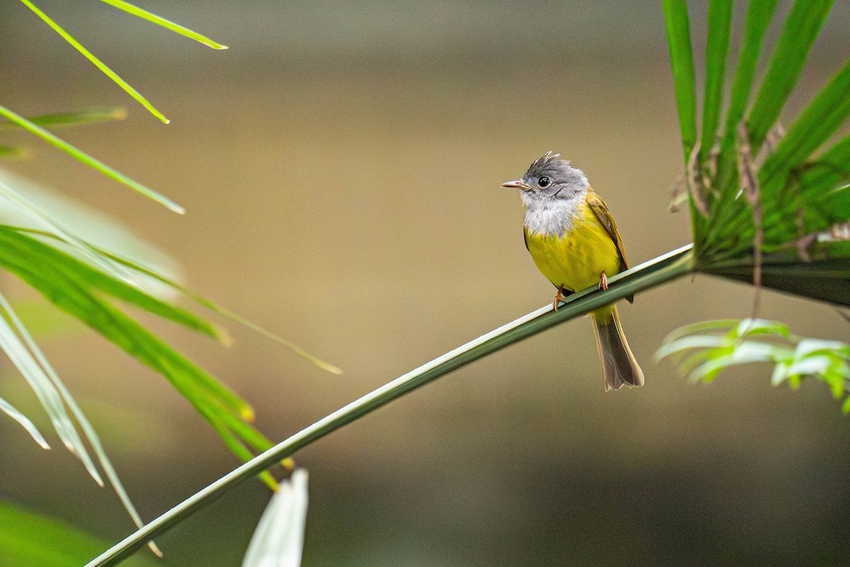 Gray-headed Canary-Flycatcher - ML635941153