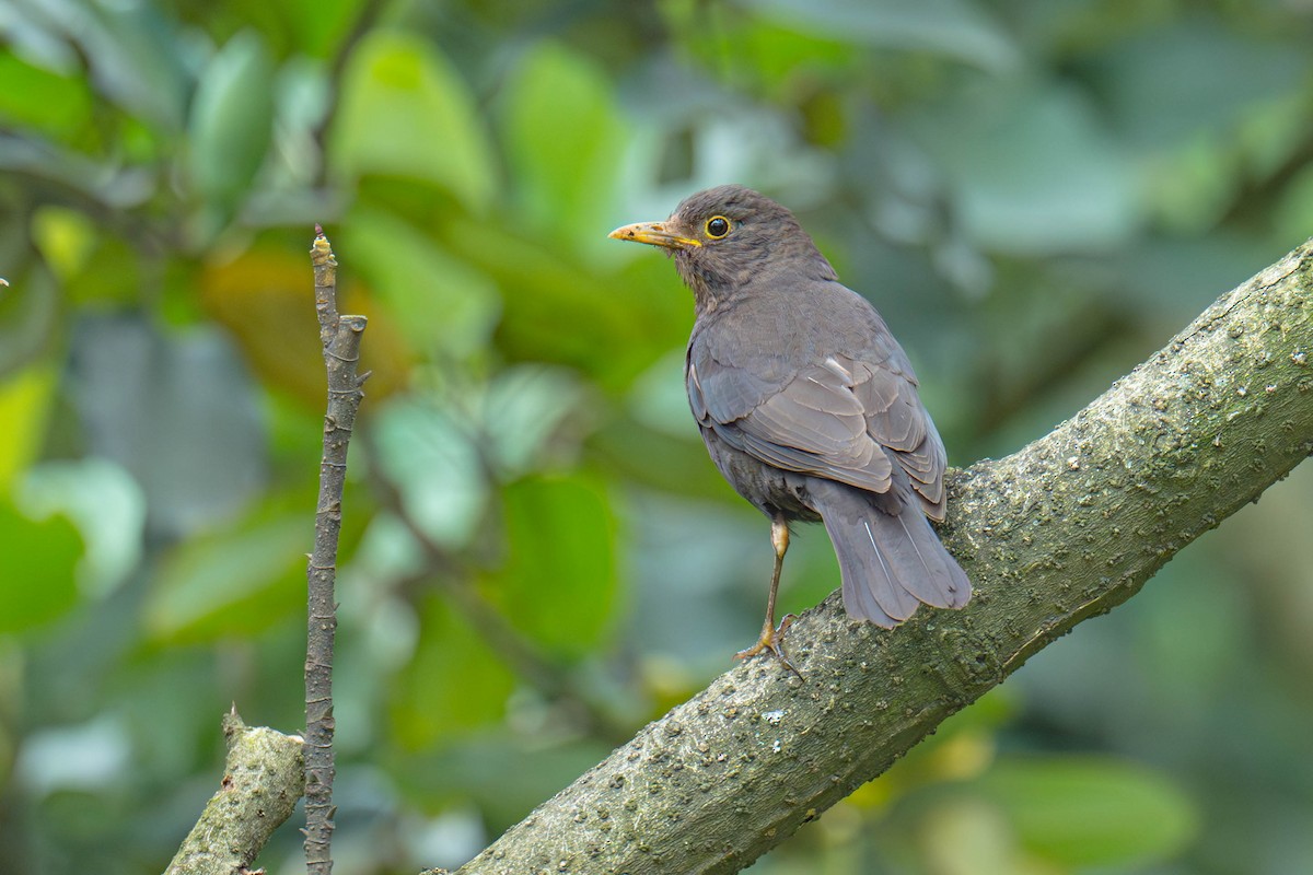 Chinese Blackbird - ML635941158