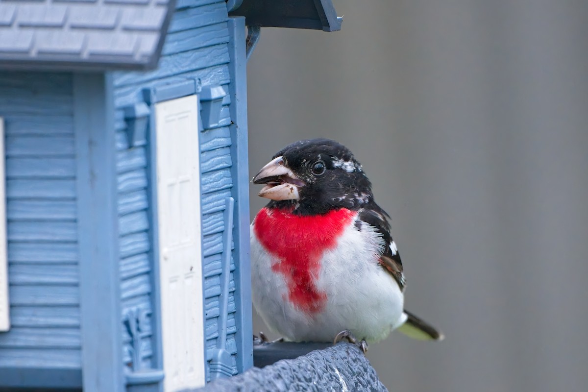 dlaskovec růžovoprsý - ML635941171