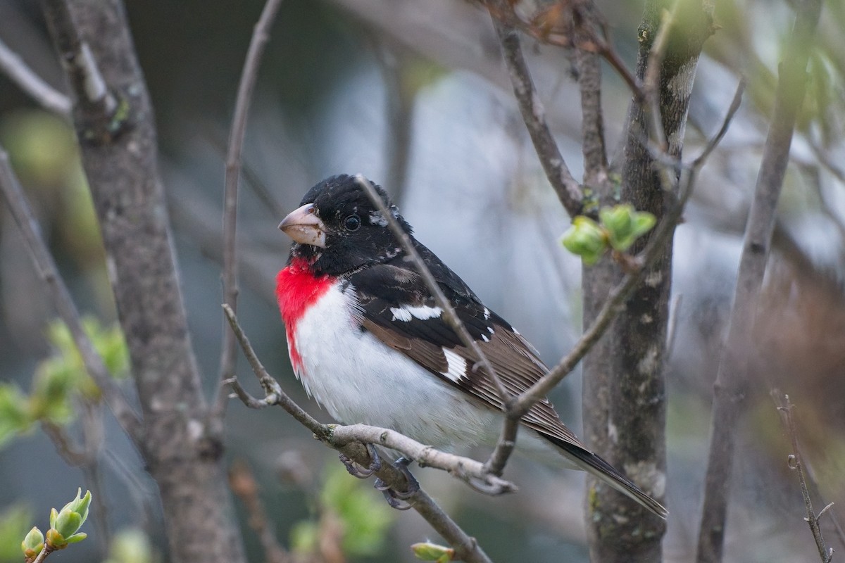 dlaskovec růžovoprsý - ML635941172