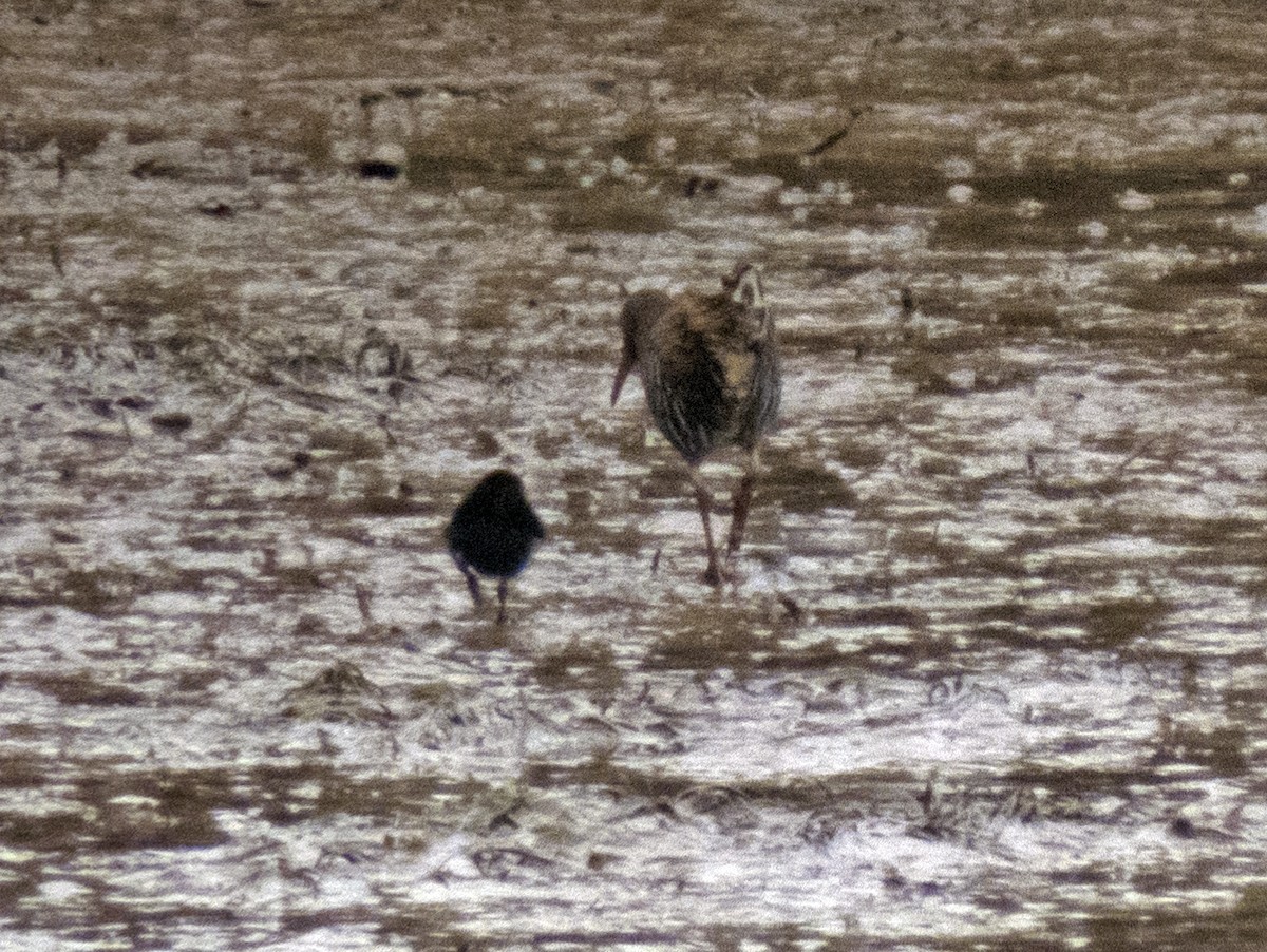 Water Rail - ML635941186