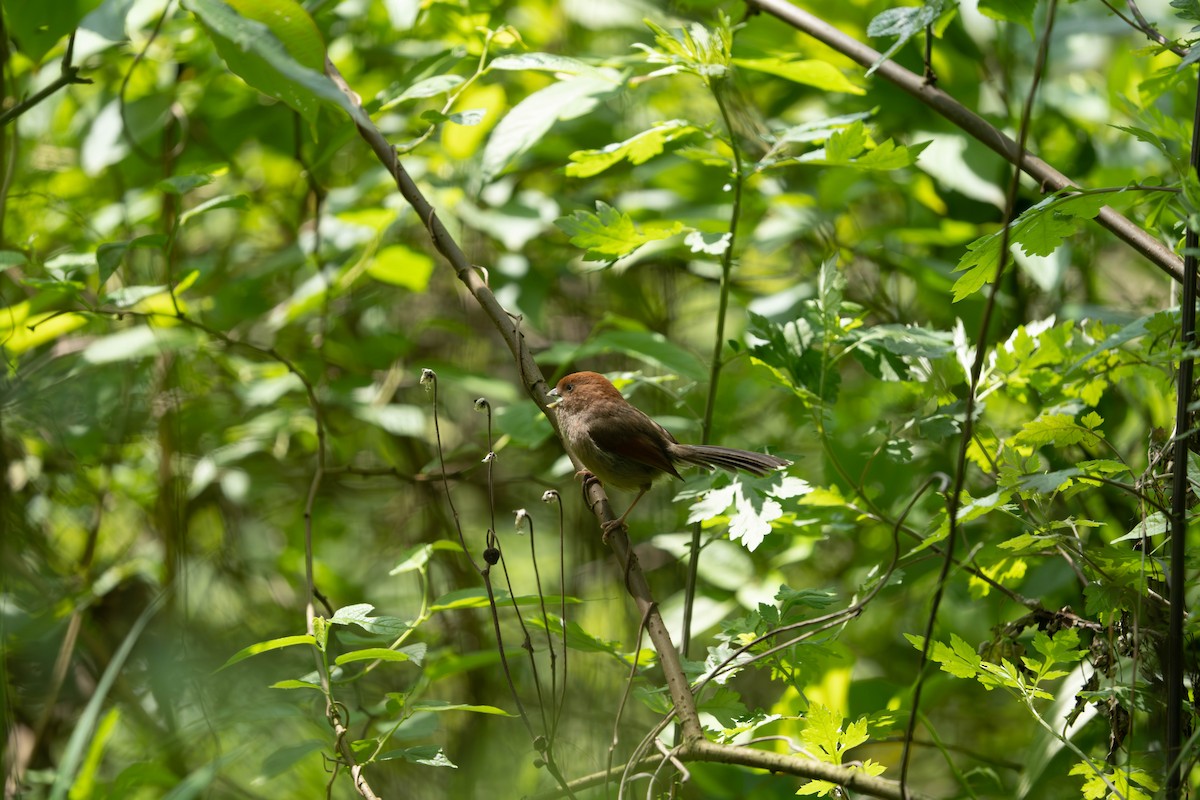 Ashy-throated Parrotbill - ML635941228