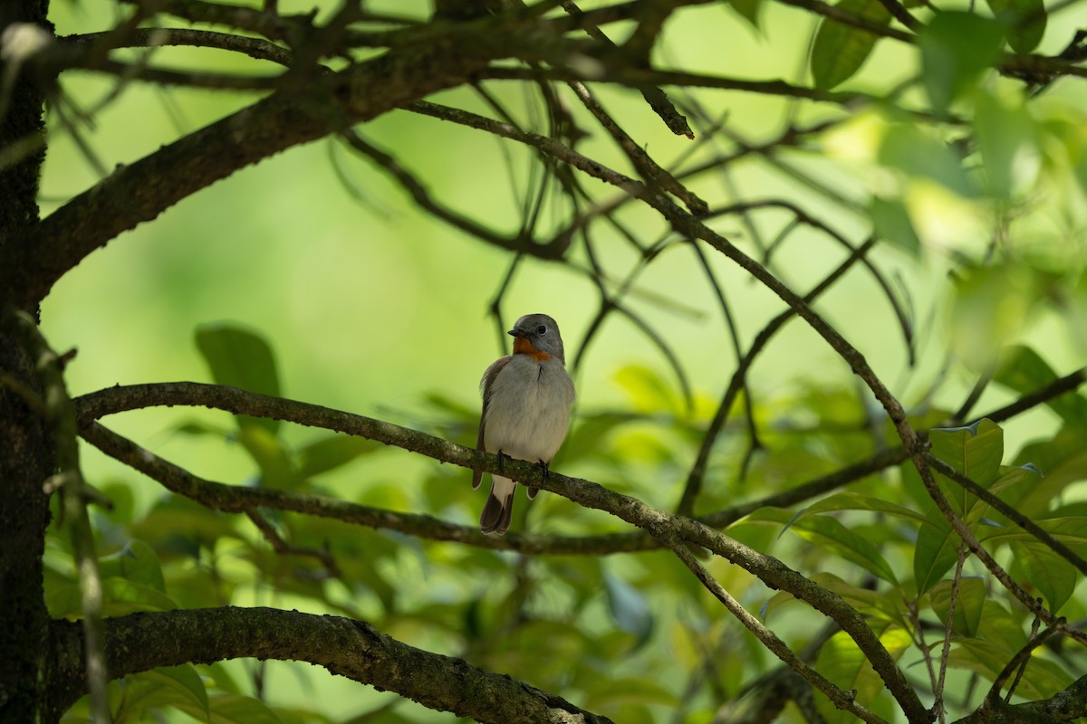 Taiga Flycatcher - ML635941233