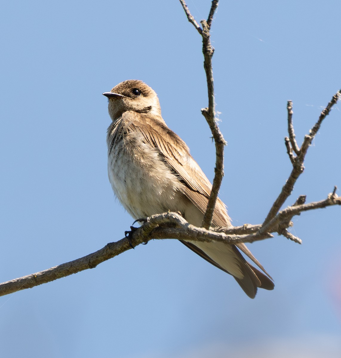 Northern Rough-winged Swallow - ML635941255