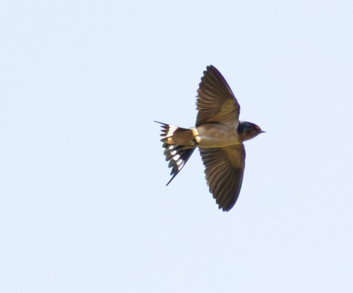 vlaštovka obecná (ssp. erythrogaster) - ML635941260