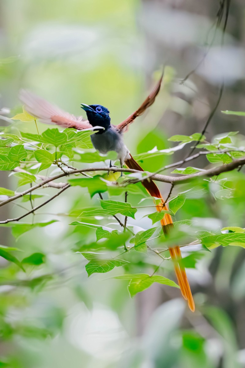 Amur Paradise-Flycatcher - ML635941269