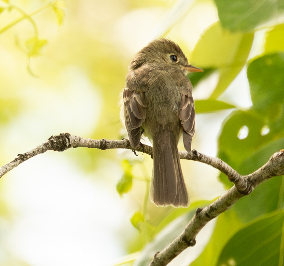 Western Flycatcher (Pacific-slope) - ML635941274