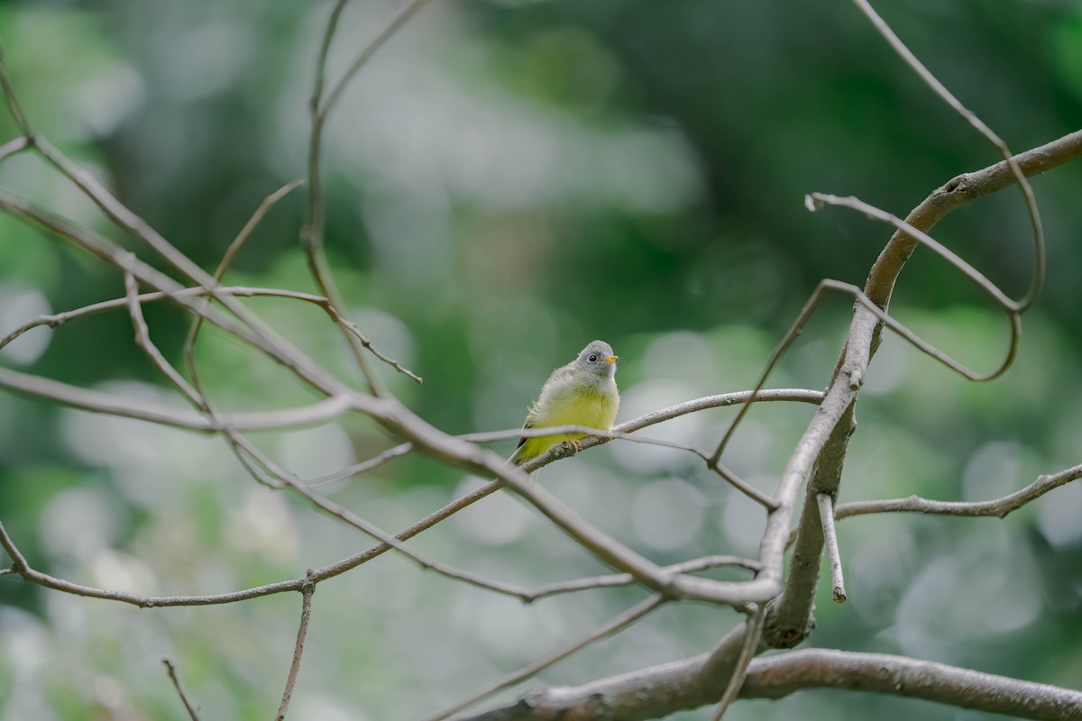 Gray-headed Canary-Flycatcher - ML635941275