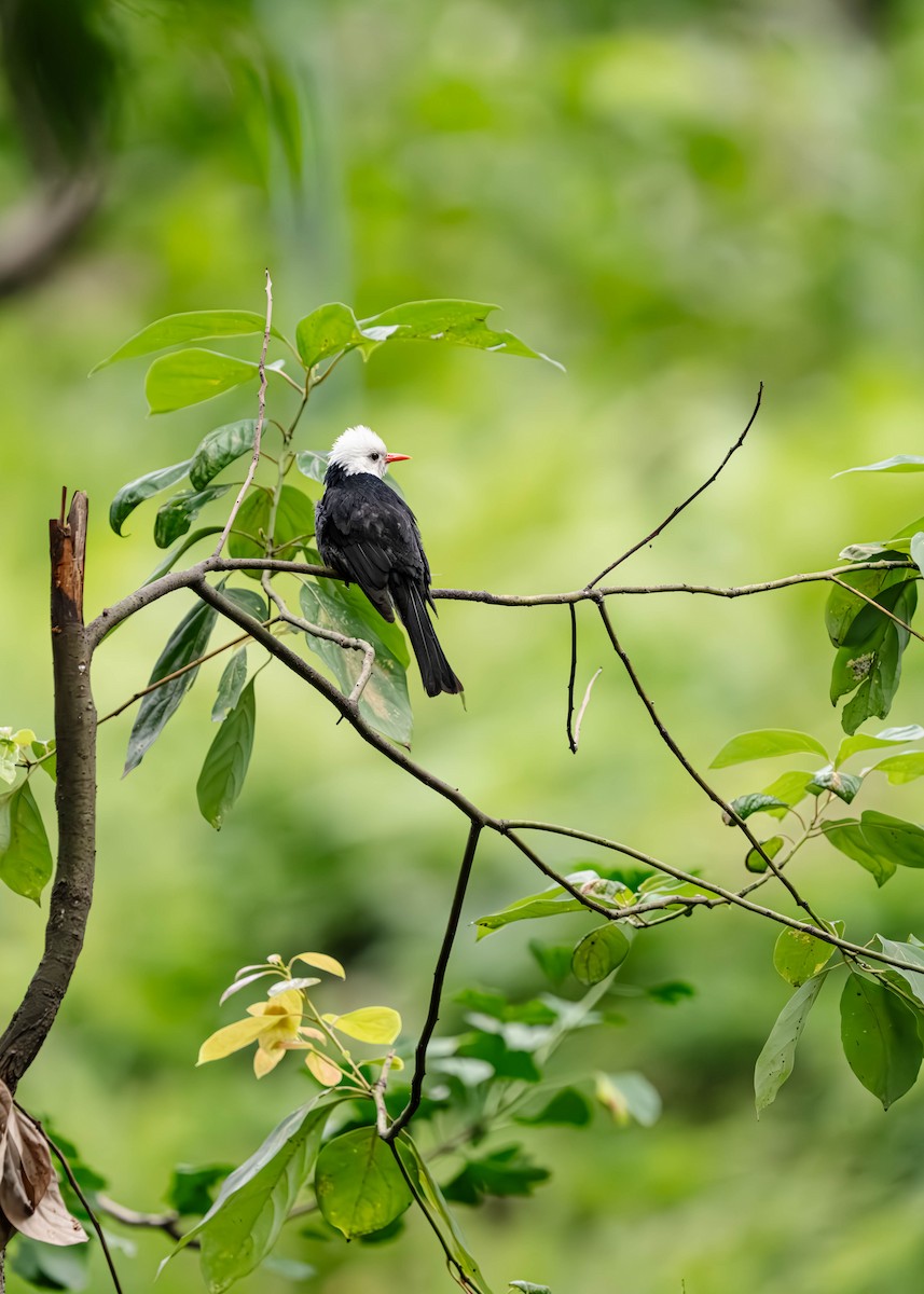 Black Bulbul - ML635941277