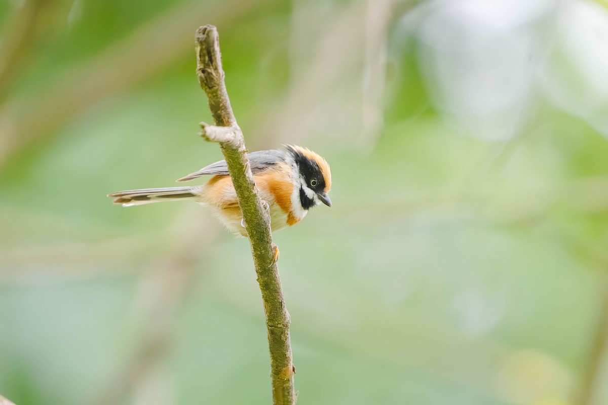 Black-throated Tit - ML635941305