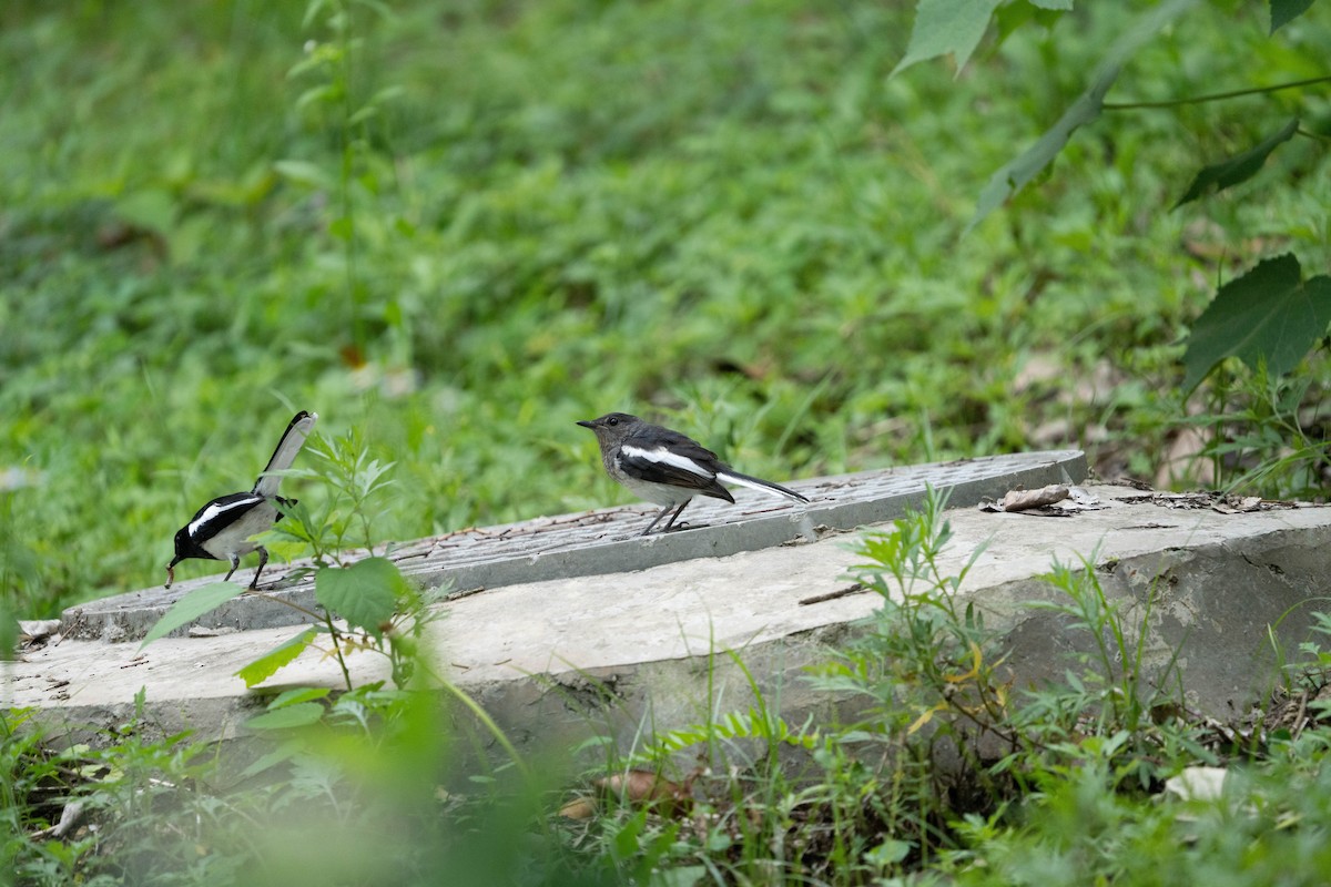 Oriental Magpie-Robin - ML635941307