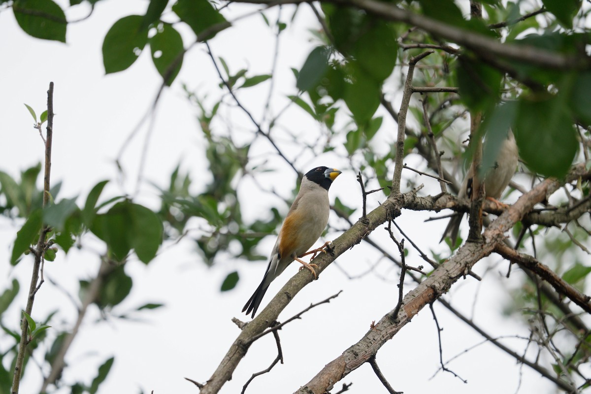 Yellow-billed Grosbeak - ML635941315